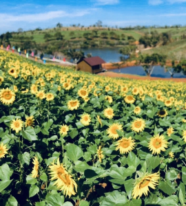 Đồi hoa hướng dương Tâm Châu Farm